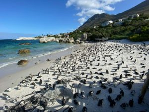 Boulders Beach Penguins